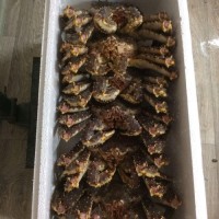 Alive Alaska King Crab for  sale