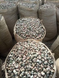 RAW CASHEW NUTS IN SHELL WHOLE SALE