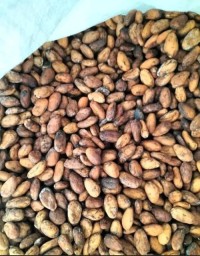 Sun Dried Raw Cocoa Beans | Cocoa Beans Suppliers | Manufacturers | Wholesalers