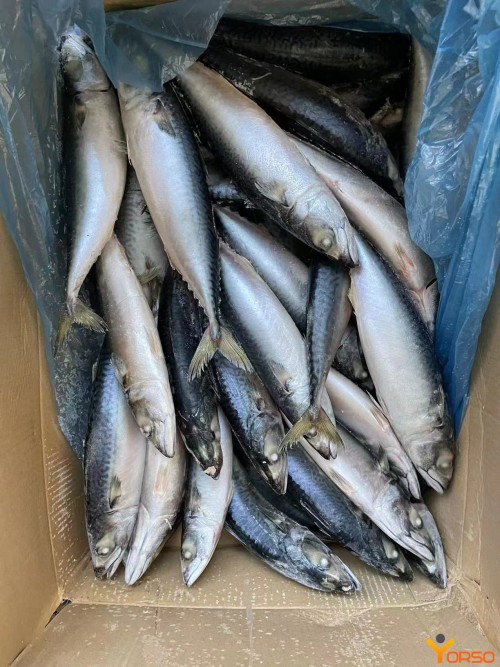 Hot Sale Seafood All Mackerel Supplies Cheap Frozen Mackerel Fish for Worldwide Export Selling at Low Price