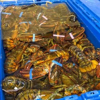 Live Lobster, Spiny Lobster, Frozen Lobsters / Rock Lobster for sale