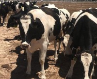 Holstein Friesian Cows and Heifers For Sale