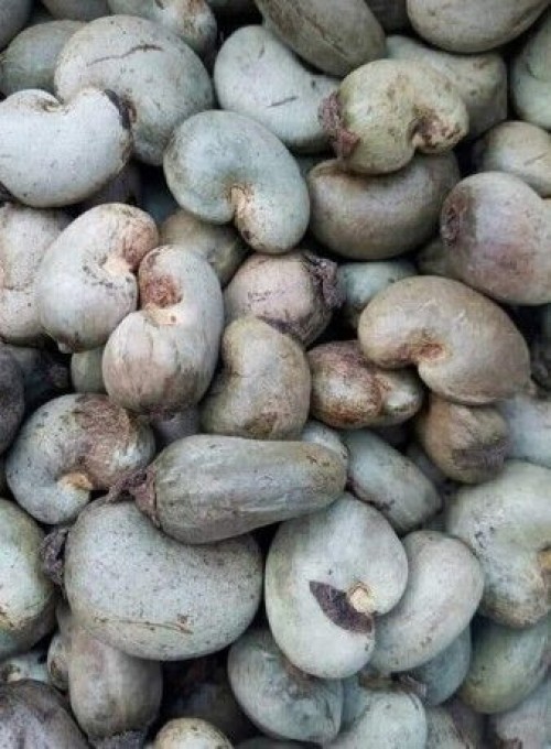 RAW CASHEW NUTS IN SHELL WHOLE SALE