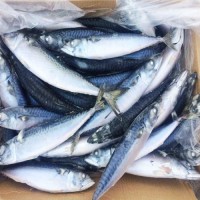 Hot Sale Seafood All Mackerel Supplies Cheap Frozen Mackerel Fish for Worldwide Export Selling at Low Price