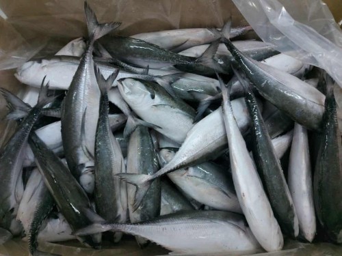 Hot Sale Seafood All Mackerel Supplies Cheap Frozen Mackerel Fish for Worldwide Export Selling at Low Price