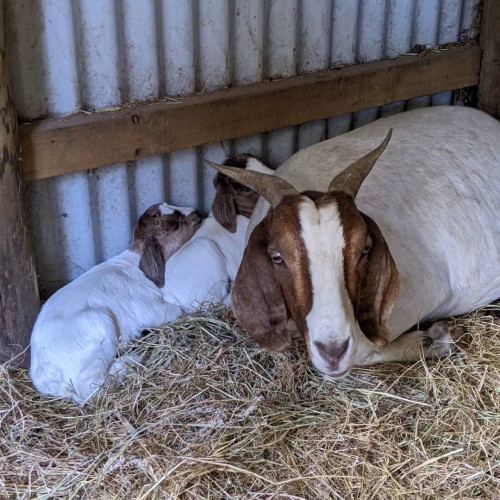 live Boer Goats for sale