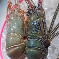 Live Lobster, Spiny Lobster, Frozen Lobsters / Rock Lobster for sale