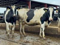 Holstein Friesian Cows and Heifers For Sale