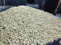 Cashew Nuts Raw Without Shell W320 W240 W450 W180 Fast Delivery OEM/ODM Packaging Vacuum Beal bags Good Price