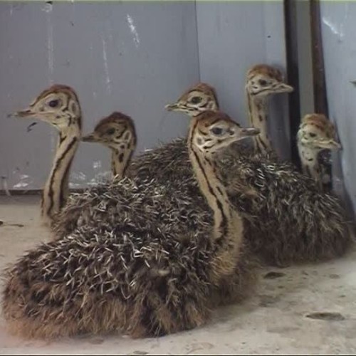 Live healthy Ostrich Chicks for sale