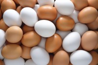 Hot Selling Cheap Farm Fresh Chicken Table Eggs Brown and White Shell Chicken Eggs for sale