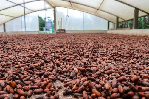 Sun Dried Raw Cocoa Beans | Cocoa Beans Suppliers | Manufacturers | Wholesalers