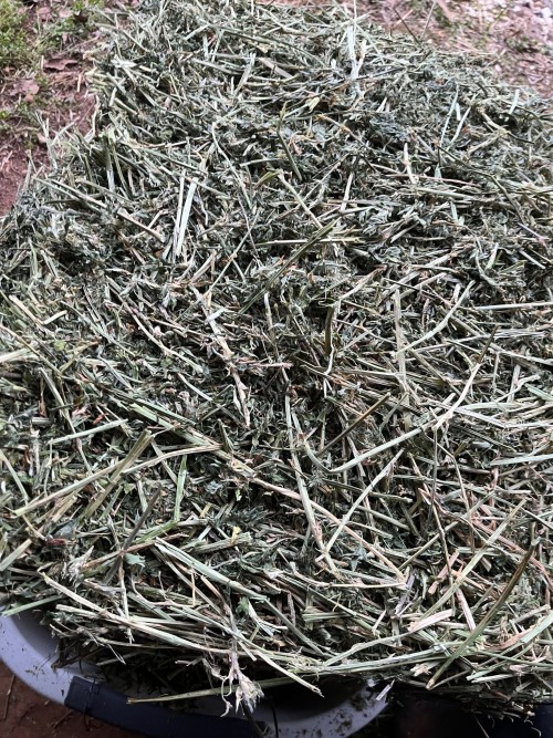 Affordable High-Quality Alfalfa And Timothy Hay For Animal Feed At Discounted Prices Best Animal Feeding Supplier