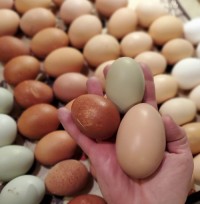 High Quality Cobb 500 & Ross 308 Fertile Chicken Hatching eggs for sale