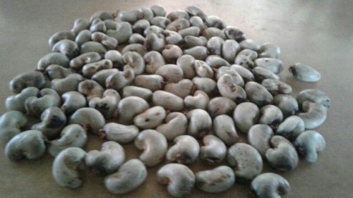 RAW CASHEW NUTS IN SHELL WHOLE SALE