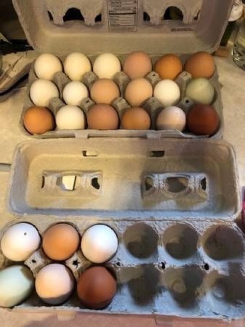 High Quality Cobb 500 & Ross 308 Fertile Chicken Hatching eggs for sale