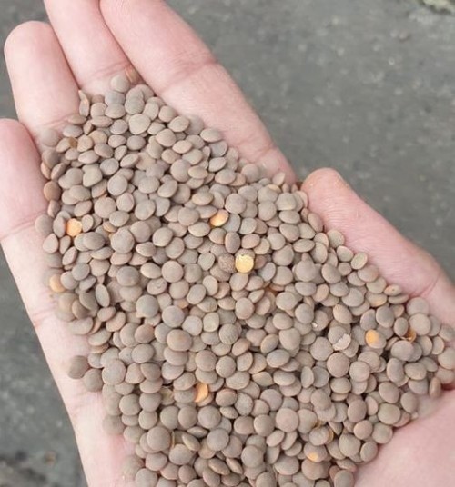 Premium Quality Red/Green/Brown Lentils for sale