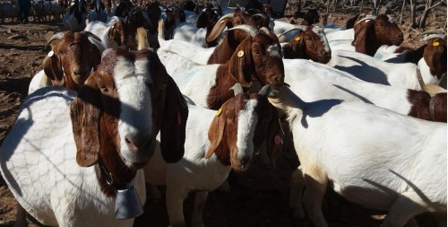 live Boer Goats for sale