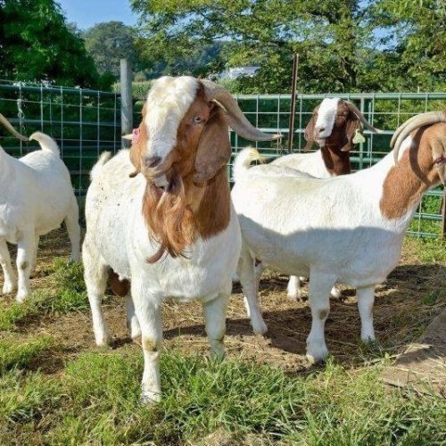 live Boer Goats for sale