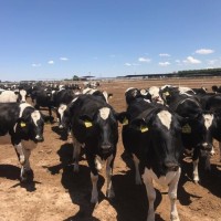 Holstein Friesian Cows and Heifers For Sale