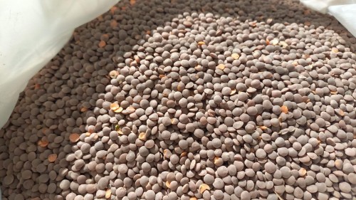 Premium Quality Red/Green/Brown Lentils for sale