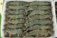 Good Price Good Supplier Frozen Black Tiger Vannamei Shrimp HOSO