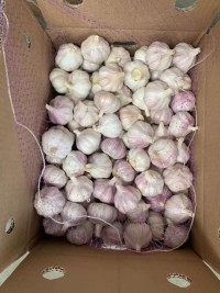 Wholesale new fresh garlic supplier normal white garlic