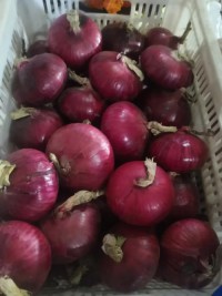 Best quality new crop red onion wholesale fresh onion factory export price