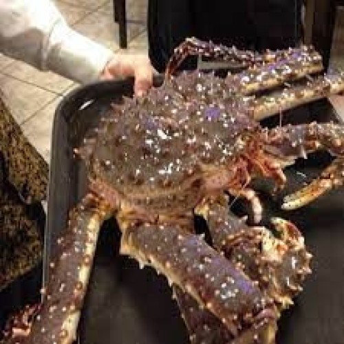 Alive Alaska King Crab for  sale