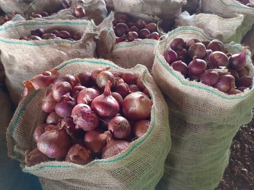 Best quality new crop red onion wholesale fresh onion factory export price