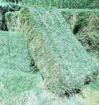 Affordable High-Quality Alfalfa And Timothy Hay For Animal Feed At Discounted Prices Best Animal Feeding Supplier